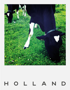 Pola Holland Postcard | Koe