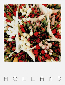Pola Holland Postcard | Tulpen