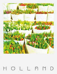 Pola Holland Postcard | Tulpen