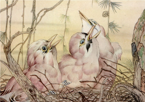 Postcard | The Jay, Book of Baby Birds, 1915