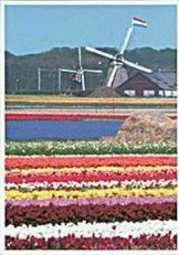 Postcard | Windmills & Tulips, Holland