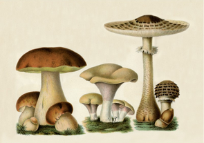 Postcard | Vintage Mushroom Illustration