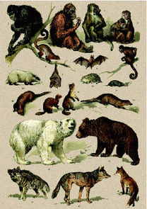 Postcard | Natural History 1900
