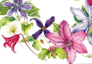 Museum Cards Postcard | Clematis Wreath