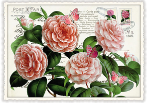 PK 666 Tausendschön Postcard | Rosen