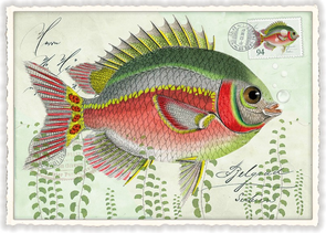 PK 661 Tausendschön Postcard | Fisch Bunt