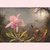 Postcard - Cattleya orchid and three hummingbirds