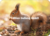 Adobe Stock - Youlaangel Postcard | Squirrel