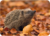 Adobe Stock Postcard | Hedgehog