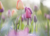 Postcard | Tulips