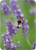 Postcard | Lavender and Bumblebee