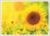 Postcard | Sunflower