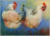 Postcard Loes Botman | Two Chickens