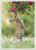 Postcard | Wild rabbit in spring
