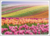 Postcard | Tulip landscape