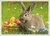 Postcard | Easter Bunny
