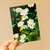 Wild Pencil Studio Postcard - Daisies