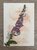 Wildgardens Postcard - Foxglove