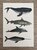 Wildgardens Postkarte - Zeeleven walvis