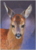 Postcard Loes Botman | Quiet Alertness