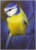 Postcard Loes Botman | Blue Tit III