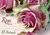 Tushita Postcard Book | Roses