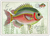 PK 661 Tausendschön Postcard | Fisch Bunt
