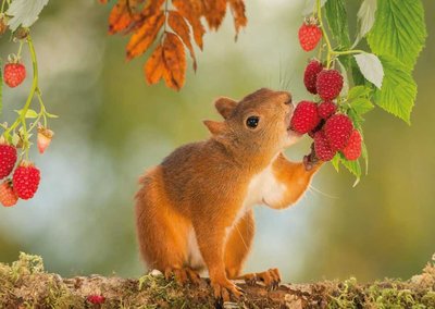 Postcard Tushita | Red Squirrel II