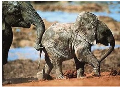 Postcard Tushita | With care (Elephant)