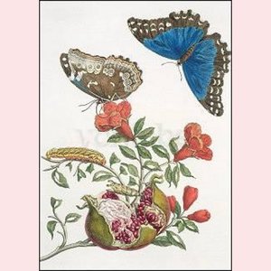 Postcard Maria Sibylla Merian - Pomegranate and butterflies