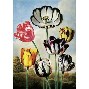 Postcard | Tulips