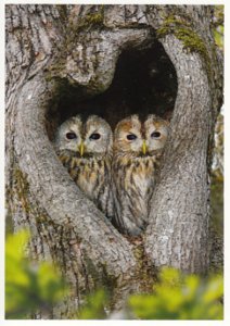 Postcard | Sweet tawny owls