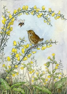 Postcard Molly Brett | Baby Thrush On Gorse With Cowlips And Bee