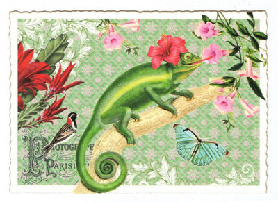 PK 980 Tausendschön Postcard | chameleon