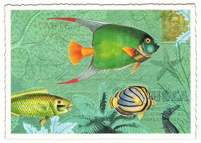 PK 981 Tausendschön Postcard | Fishes