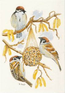 Postcard | Sparrows on fat balls