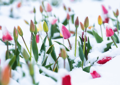 Postcard | Tulips in the snow