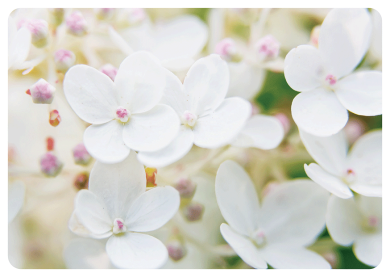 Postcard | White hydrangea