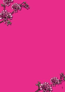 A5 Letter Paper Pad Illi | Pink Sakura