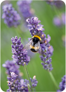 Postcard | Lavender and Bumblebee