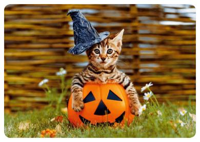 Postcard | Halloween Cat
