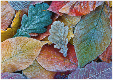 Postcard | Frosty Leaves