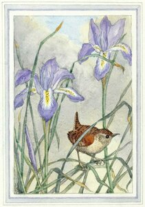 Postcard Racey Helps | Wren With Iris Stylosa