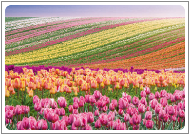 Postcard | Tulip landscape