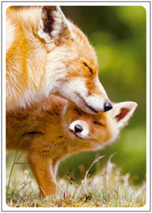 Postcard | Red fox cub with mother