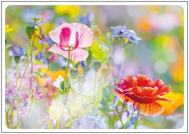 Postcard | Summer meadow with poppies