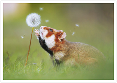Postcard | Hamster and dandelion