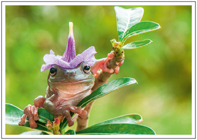 Postcard | Frog with flower on head