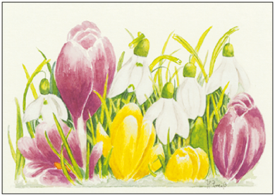 Postcard | Crocuses and snowdrops