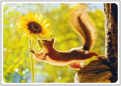 Postcard | Summer Greetings (Squirrel)